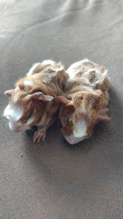 Porquinhas da Índia Abssínio - Foto 2