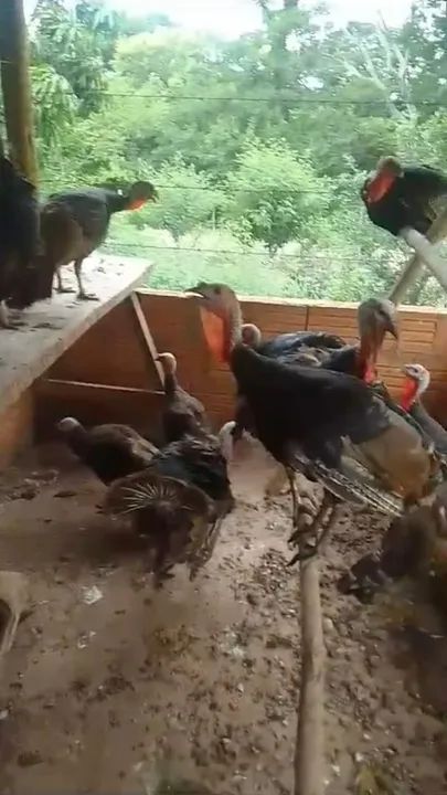 Perus machos  - Foto 3