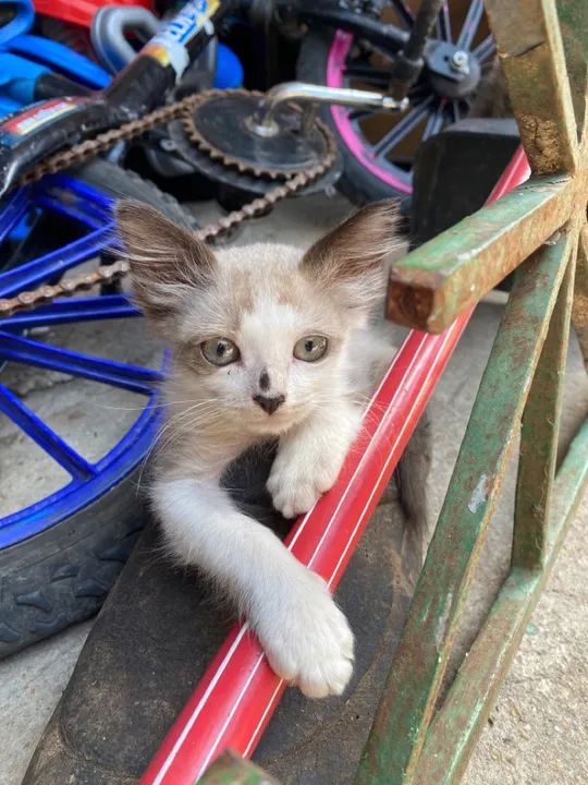 Gatinho branco e cinza disponível para adoção - Foto 2