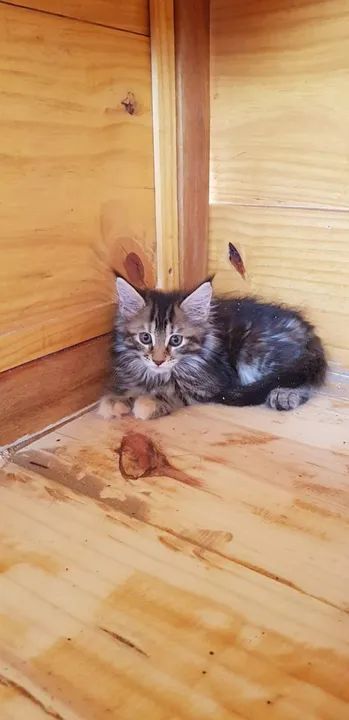 Maine coon...machos e femeas - Foto 5