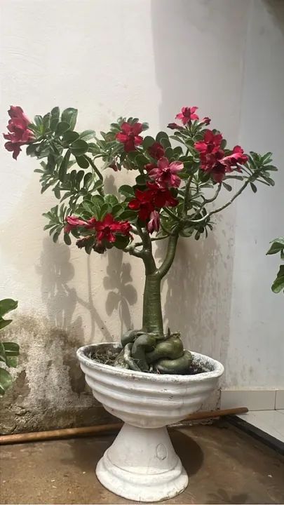 Rosas do deserto Adultas , preços variados 