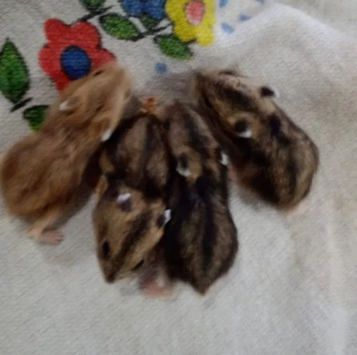 Venda de Hamster  - Foto 2