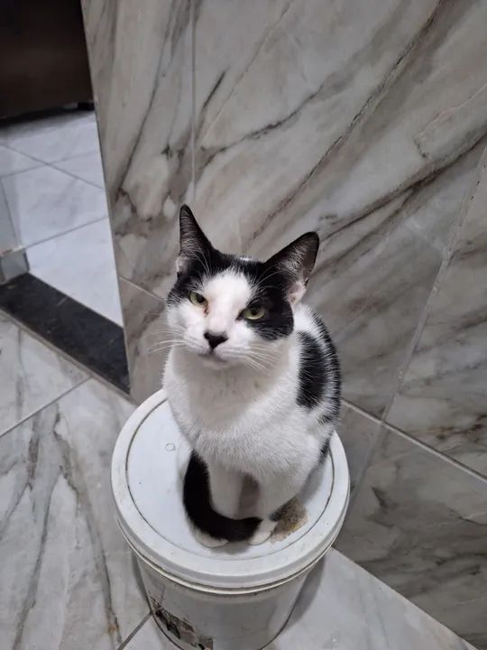 Gata castrada disponível para adoção - Foto 3