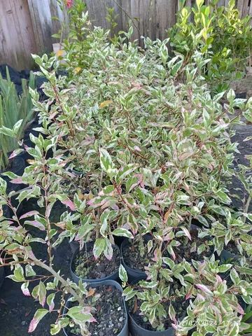 Mudas de Hibisco Variegata ?