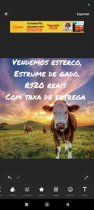 Leite,galinha e estrume de gado  - Foto 4