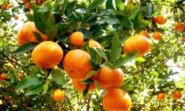 Mudas enxertadas - Tangerina Pokan