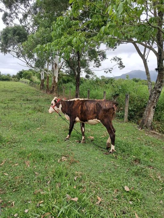 Vendo vaca ou troco por gado  menor