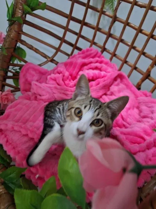 Filhote resgatado,,para adoção com amor  - Foto 4