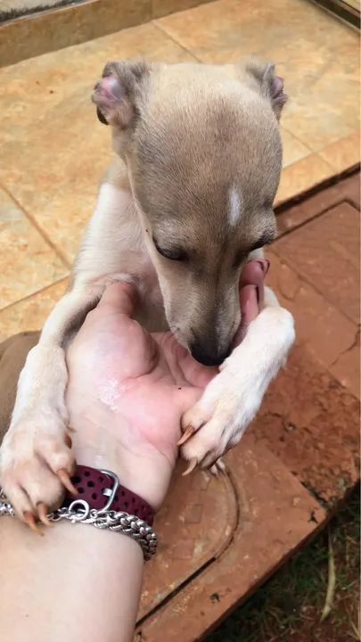 Galgos Italianos - Lindos Filhotes - Foto 4