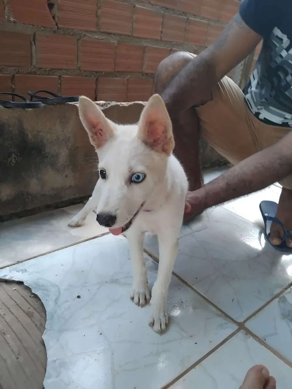 Filhote Husky Siberiano com olhos azuis