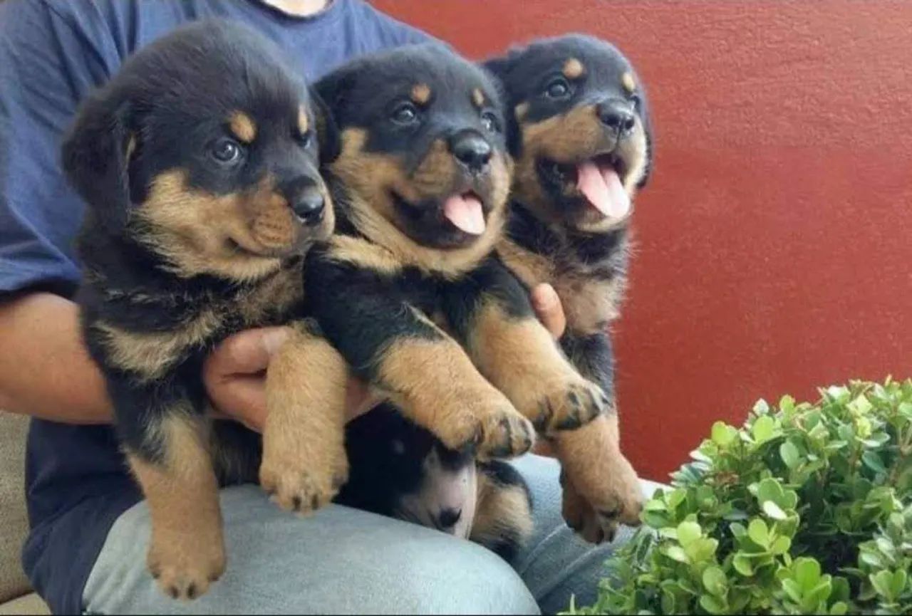 Filhotes de rottweiller cabeça de touro pais com pedigree aceito cartões em até 12x  - Foto 4