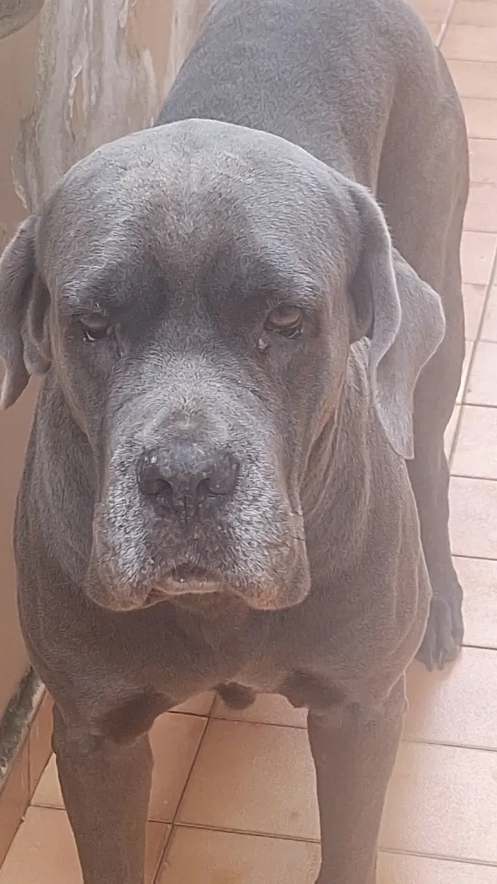 Cão da raça Cane Corso