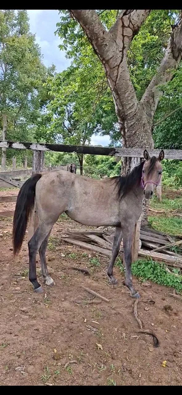 Potra Árabe  - Foto 3