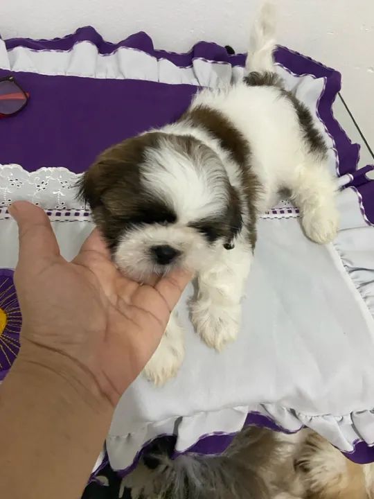 Filhote de shiatsu a venda - Foto 2