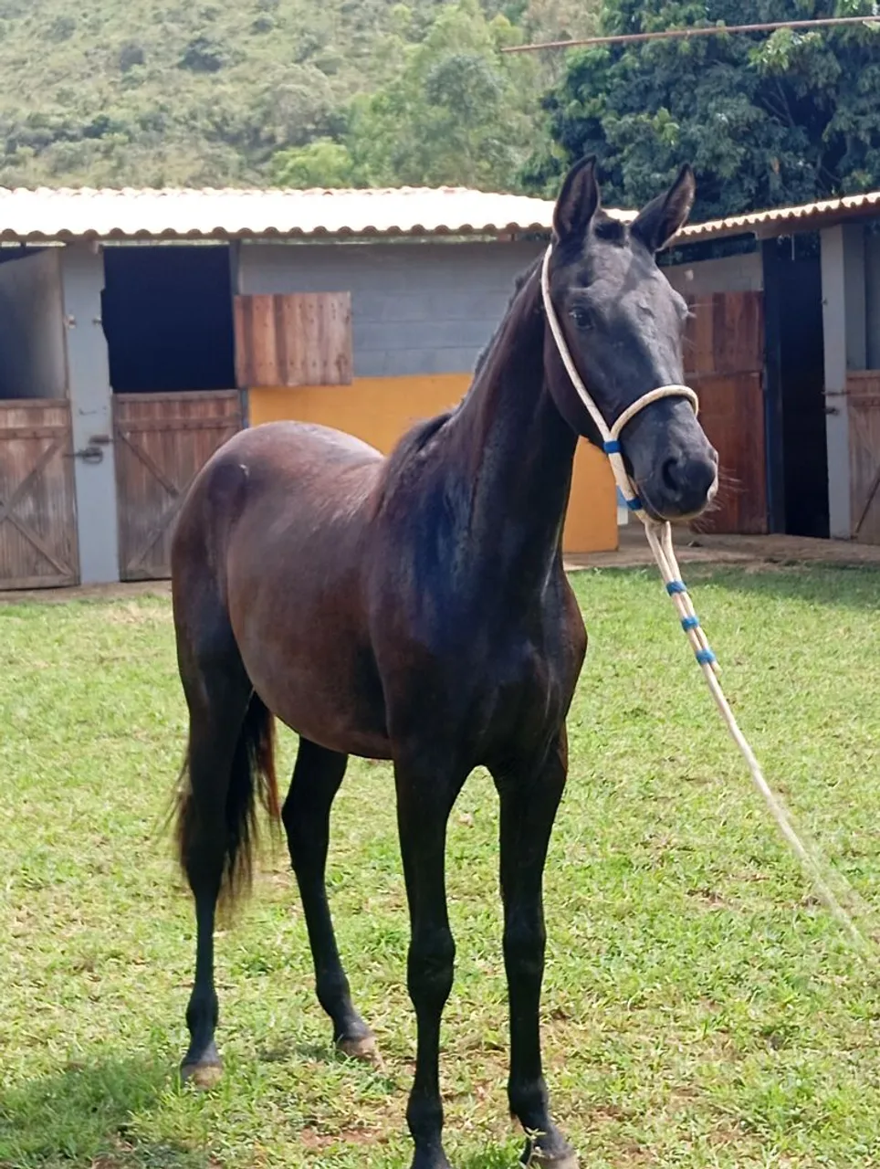 Potra Mangalarga Marchador