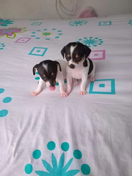 Pinscher x Fox paulistinha - Foto 4