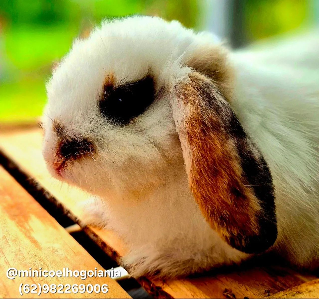 Mini Lop Original. Filhotes Pequenos e dóceis. Criatório Especializado em mini coelhos - Foto 6