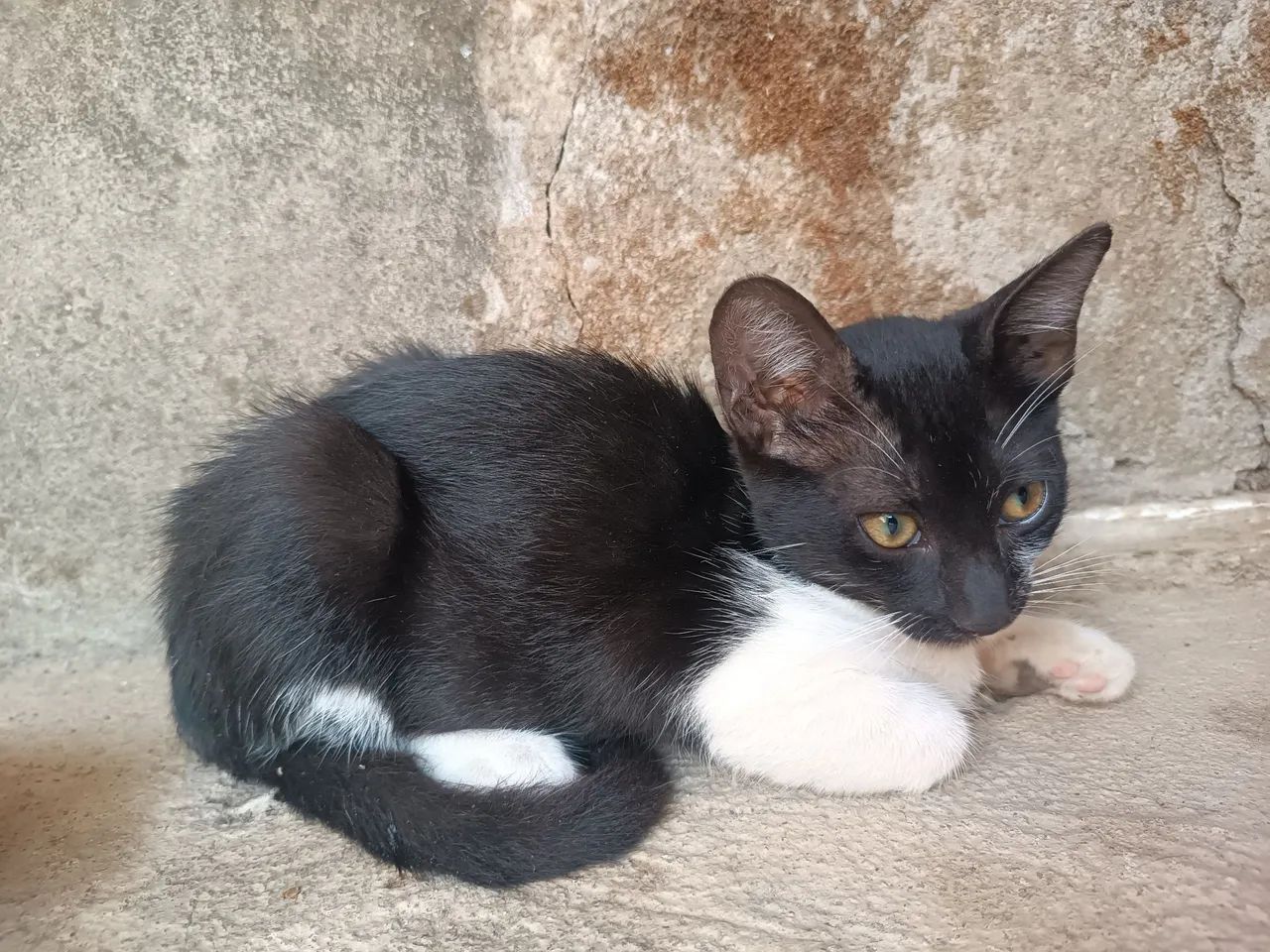 Duas Gatinhas preto e branco disponível para adoção