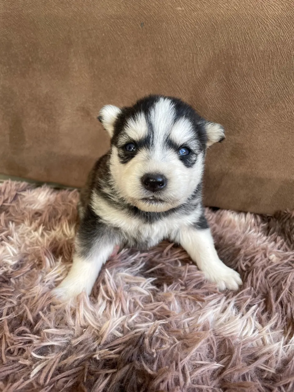 Filhote de Husky Siberiano