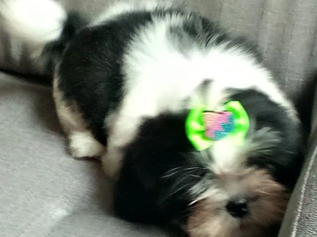 Fêmea com 3 meses  - Foto 5