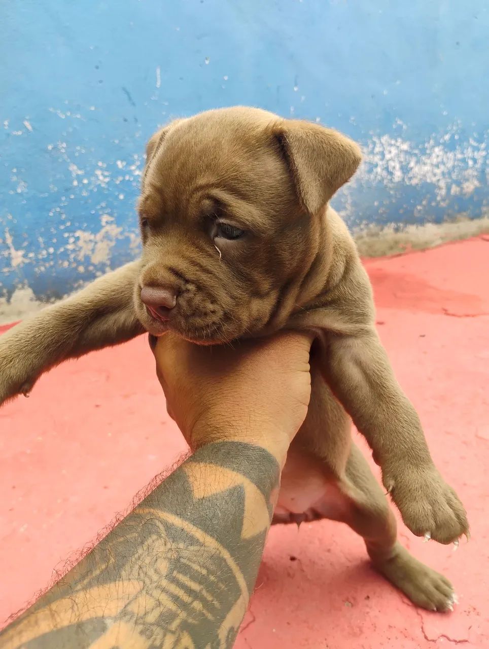 Pitbull  - Foto 3
