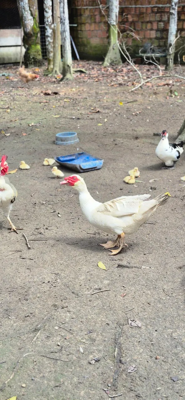 Lindos filhotes de pato ! Payssandu e Gigante Alemão