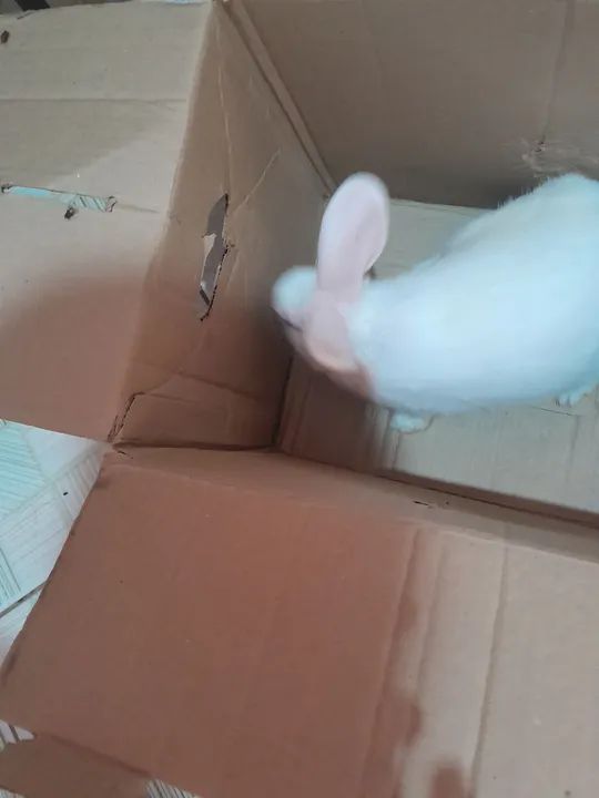 Coelho.branco - Foto 3