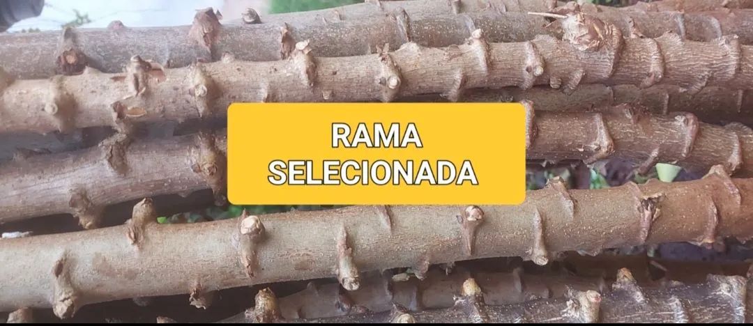 MANDIOCA AMARELA ( RAMA TRANSGÊNICA)