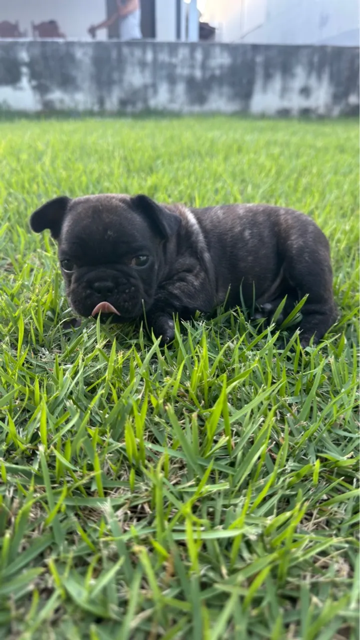 Filhote de Bulldog Francês - MACHO