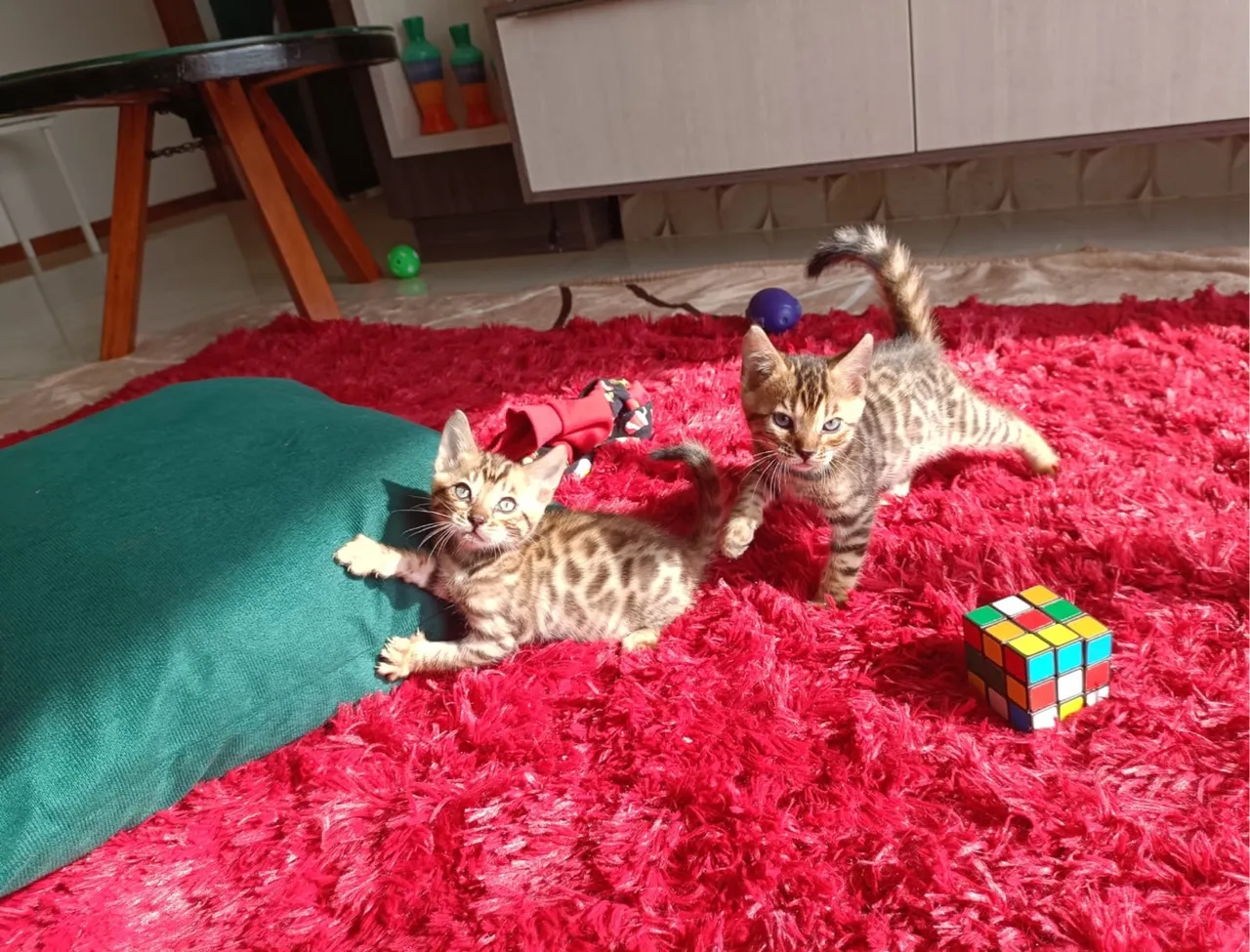 Lindos filhotes de Bengal