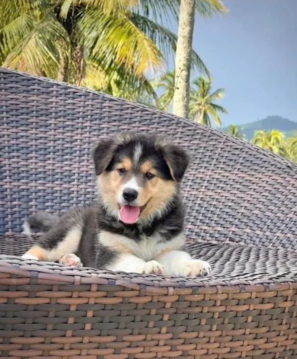 Border Collie - Grande São Paulo - Foto 2