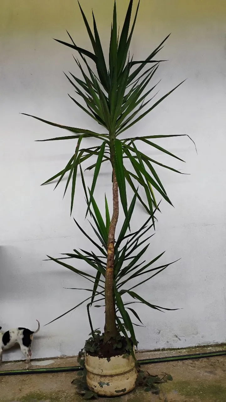 Yucca - Planta de Interior