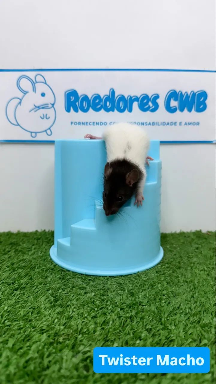 Ratos Twister/Mercol - Foto 2