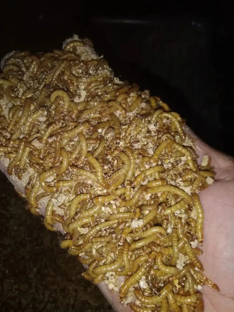 Tenébrios molitor64276689077891121