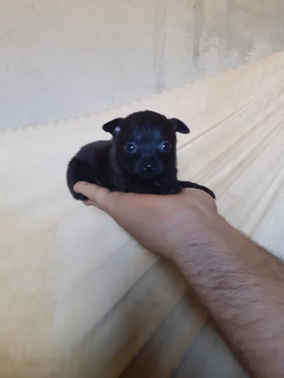 Lindo Filhotinho de Pinscher zero 600 para entrega 