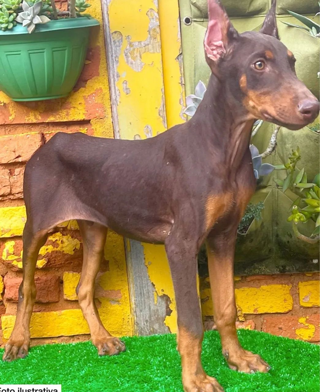 Doberman filhote