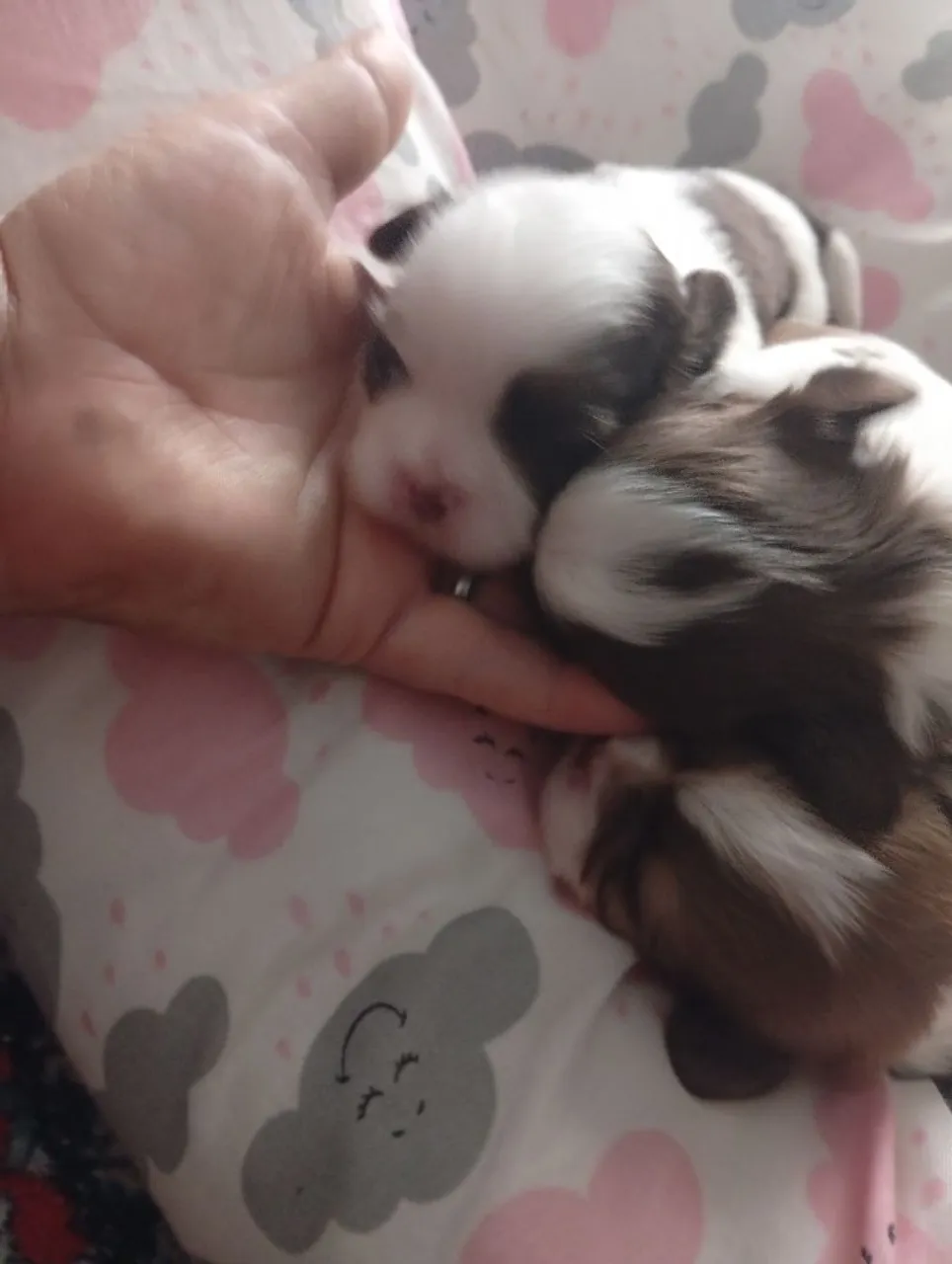 Filhotes de Shih Tzu disponíveis para 10 07