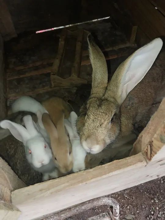 Gigante de Flandres  - Foto 3