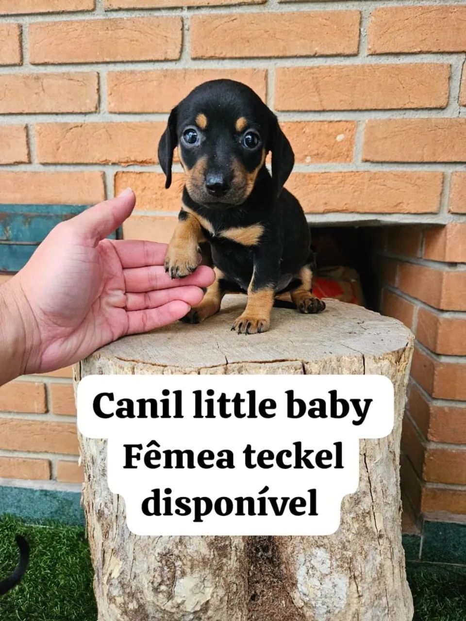 Fêmea de Basset disponível 