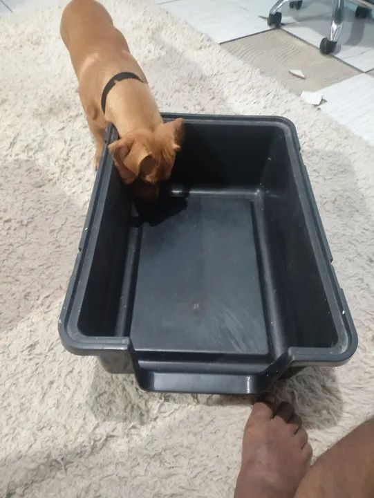 Casa para seu pet - Foto 4