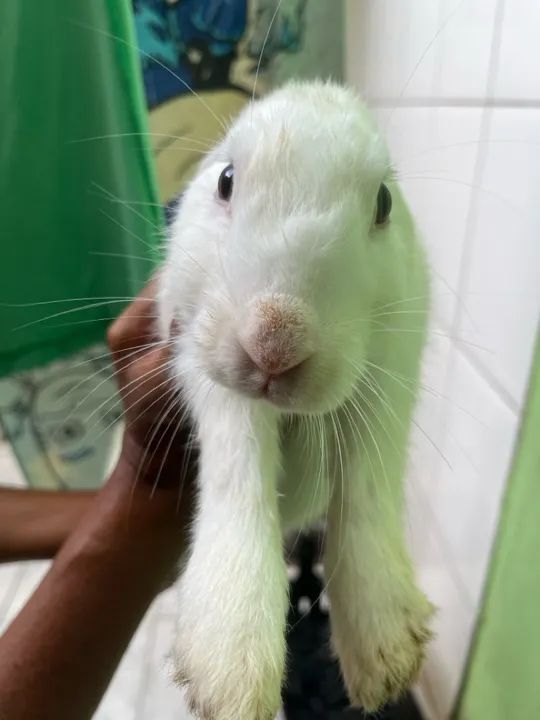 Coelhinhos Branco e Preto- Fofo e Carinhoso - Foto 3