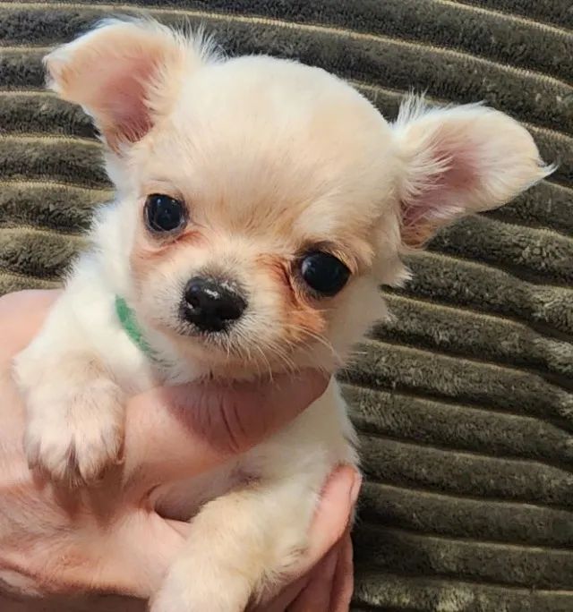 Quem vê pequeno não imagina o quanto ama: Chihuahua