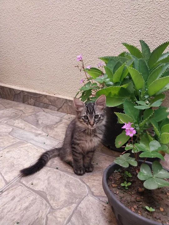 Doa-se gatinha macho 2 meses - Foto 2