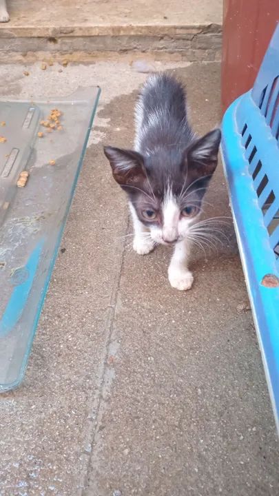 Gatinha doação  - Foto 3