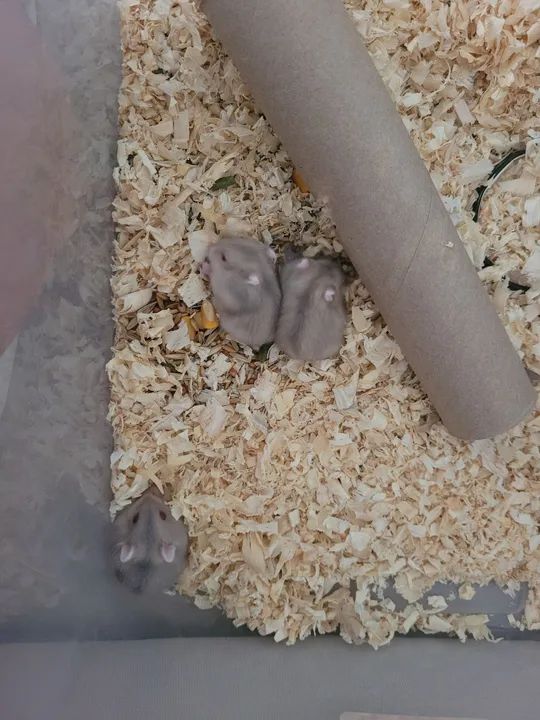 Filhote hamsters anão russo  - Foto 4