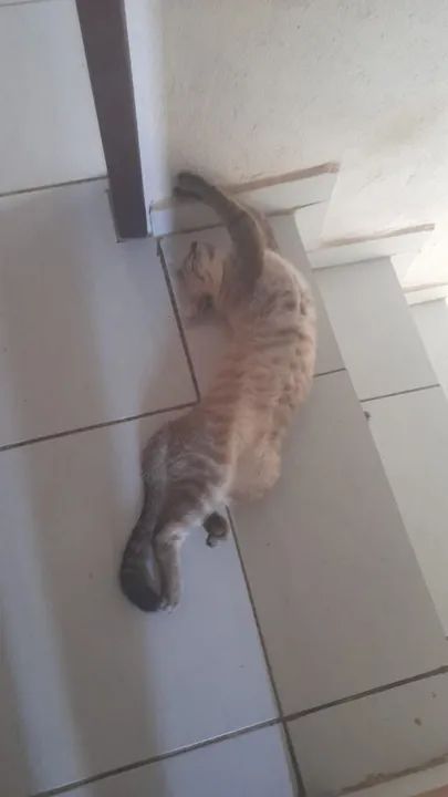 gato para doação adoção  - Foto 3