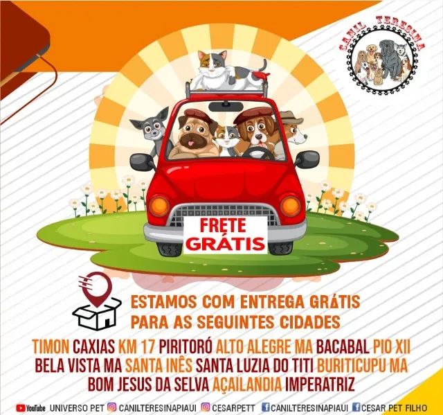 Chihuahua disponível  - Foto 4