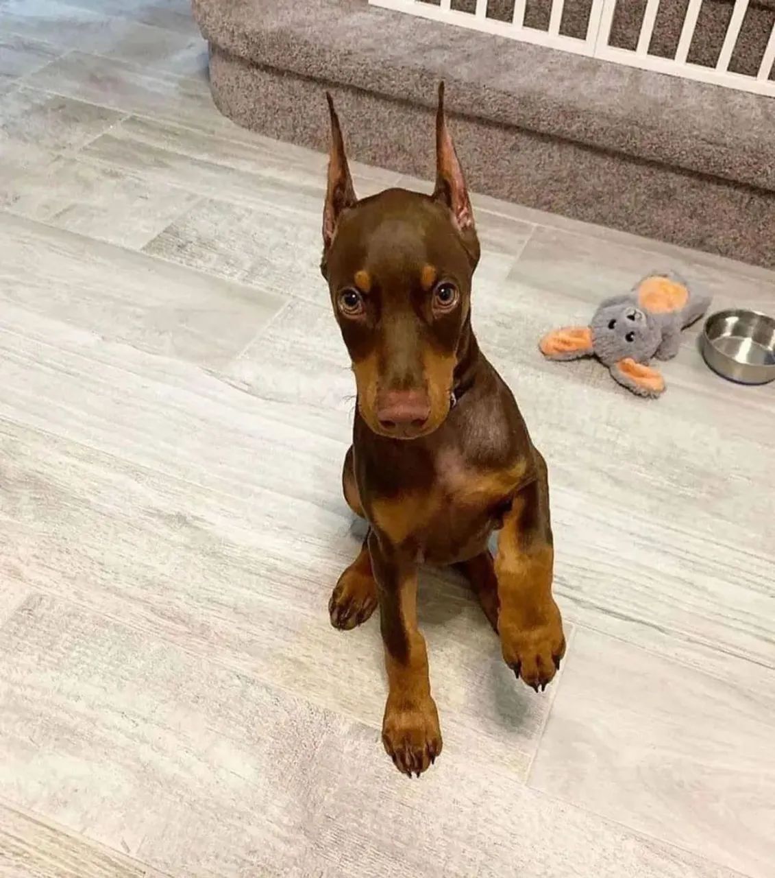 Filhotes de Doberman  - Foto 2