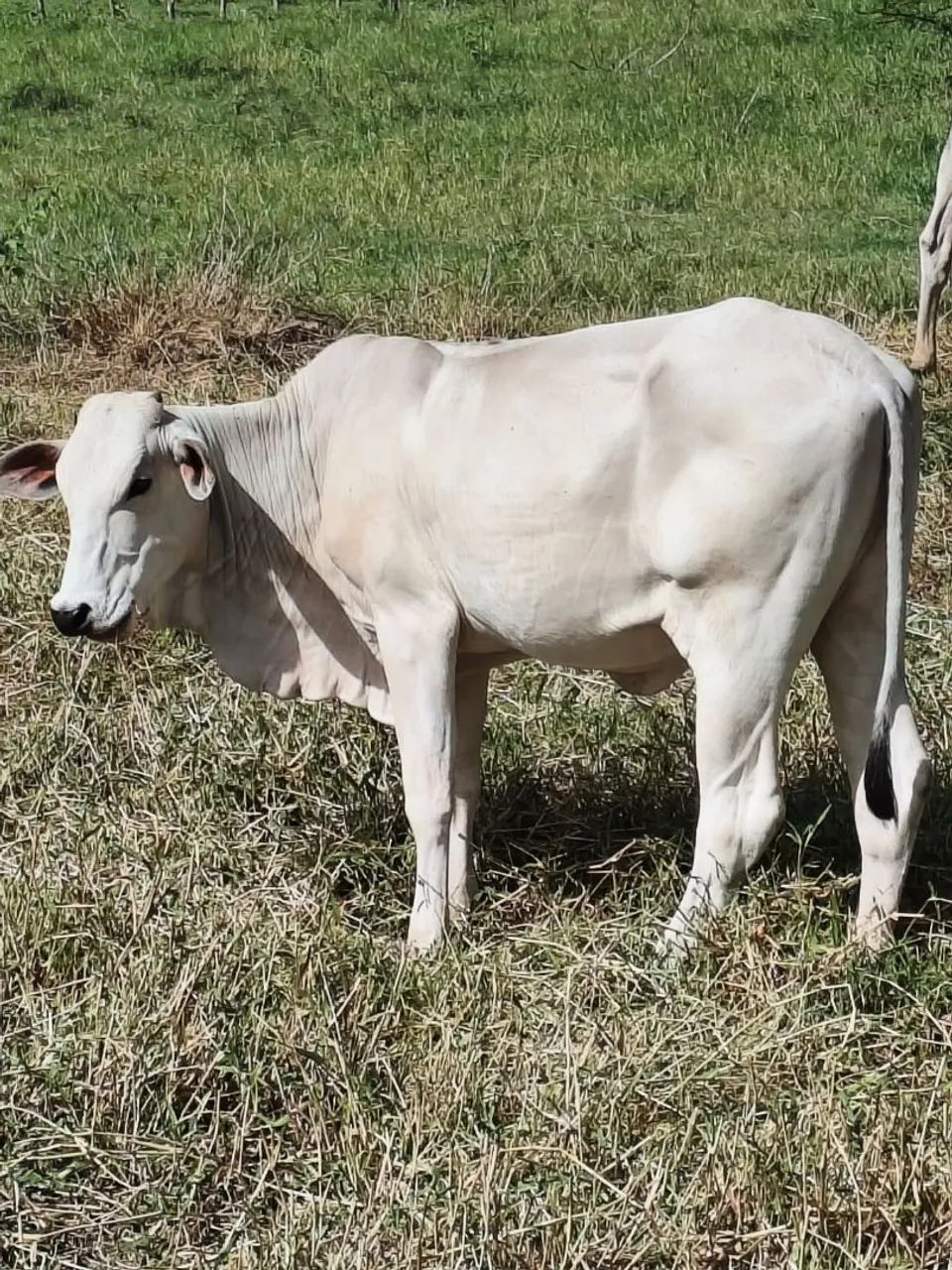 Novilhas Nelore - Foto 2