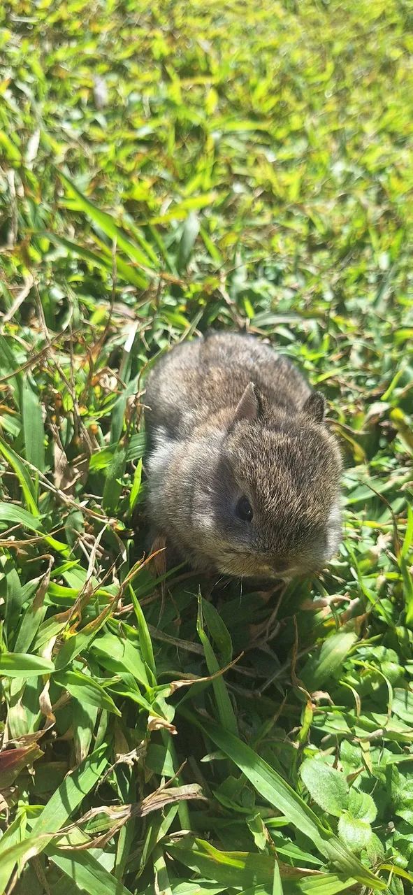 Mini coelho Netherland Dwarf 